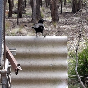 Unverified Bird by Dron