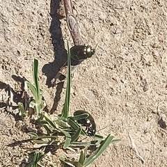 Unverified Other insect at Kambah, ACT - Yesterday by GirtsO