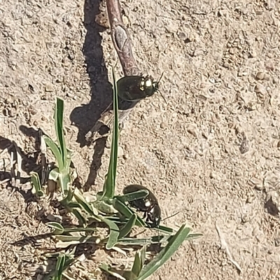 Unverified Other insect at Kambah, ACT - Yesterday by GirtsO