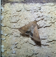 Helicoverpa punctigera by Aussiegall
