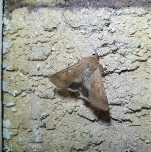 Helicoverpa punctigera by Aussiegall