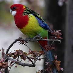 Platycercus eximius (Eastern Rosella) at Higgins, ACT - 11 Sep 2025 by AlisonMilton