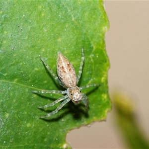 Unverified Jumping or peacock spider (Salticidae) at Higgins, ACT - 11 Sep 2025 by AlisonMilton