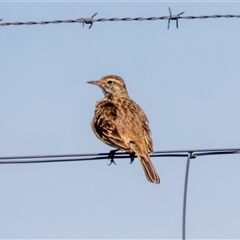 Anthus australis at Gungahlin, ACT - Today by pjpiper
