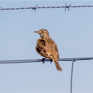 Anthus australis at Gungahlin, ACT - Today by pjpiper