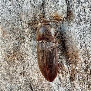 Agrypnus sp. (genus) at Pialligo, ACT - Today by Pirom