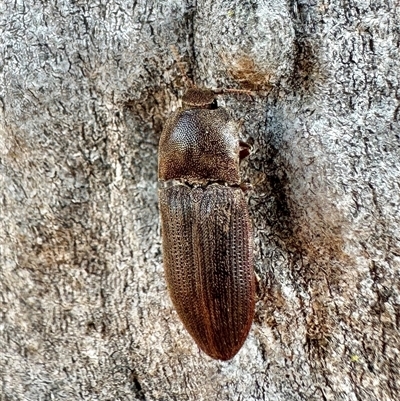 Agrypnus sp. (genus) at Pialligo, ACT - Yesterday by Pirom