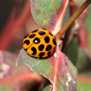 Harmonia conformis (Common Spotted Ladybird) at Higgins, ACT - Today by AlisonMilton