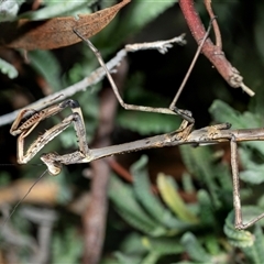 Archimantis sp. (genus) at Higgins, ACT - Yesterday by AlisonMilton