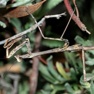 Archimantis sp. (genus) at Higgins, ACT - Today by AlisonMilton