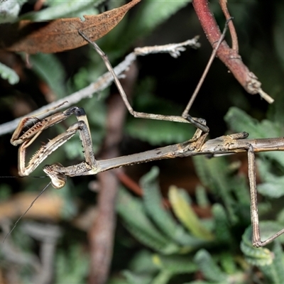 Archimantis sp. (genus) at Higgins, ACT - Yesterday by AlisonMilton