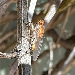 Tapeigaster annulipes at Reid, ACT - Today by Pirom