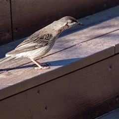 Anthochaera carunculata (Red Wattlebird) at Yarralumla, ACT - 4 Oct 2025 by AlisonMilton