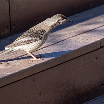Anthochaera carunculata (Red Wattlebird) at Yarralumla, ACT - 4 Oct 2025 by AlisonMilton