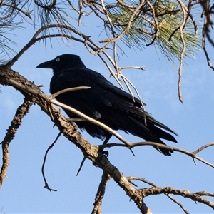 Corvus coronoides at Yarralumla, ACT - Today by AlisonMilton