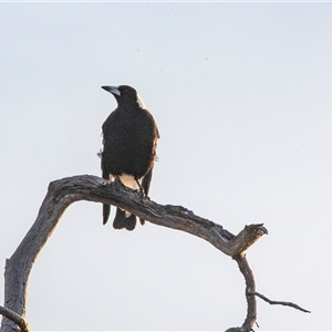 Gymnorhina tibicen at Strathnairn, ACT - Today by AlisonMilton