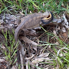 Pogona barbata (Eastern Bearded Dragon) at Watson, ACT - Yesterday by Hejor1