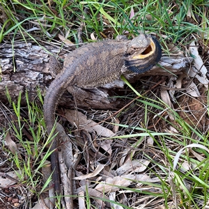 Pogona barbata at Watson, ACT - Today by Hejor1