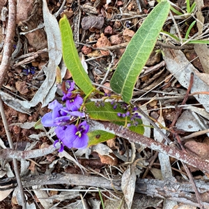 Hardenbergia violacea at Watson, ACT - Today by Hejor1