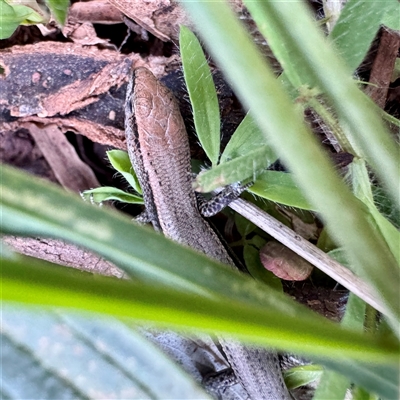 Lampropholis delicata (Delicate Skink) at Watson, ACT - Yesterday by Hejor1