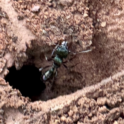 Rhytidoponera metallica (Greenhead ant) at Watson, ACT - Yesterday by Hejor1