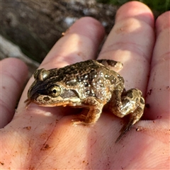Limnodynastes tasmaniensis (Spotted Grass Frog) at Watson, ACT - 4 Oct 2025 by Hejor1
