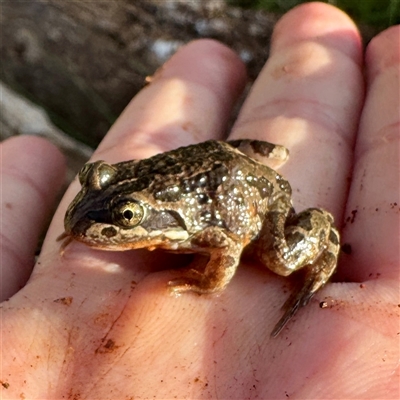 Limnodynastes tasmaniensis (Spotted Grass Frog) at Watson, ACT - 4 Oct 2025 by Hejor1
