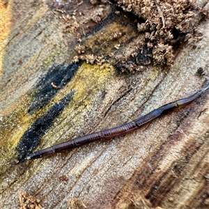 Hirudinea sp. (Class) at Watson, ACT - Today by Hejor1