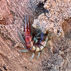 Scolopendromorpha (order) at Watson, ACT - Today by Hejor1