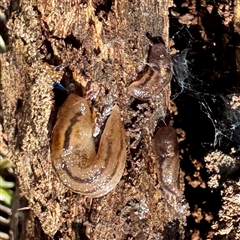Ambigolimax sp. (valentius and waterstoni) at Watson, ACT - Yesterday by Hejor1