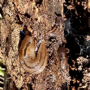 Ambigolimax sp. (valentius and waterstoni) at Watson, ACT - Today by Hejor1