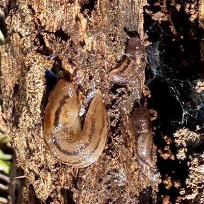 Ambigolimax sp. (valentius and waterstoni) at Watson, ACT - Yesterday by Hejor1