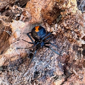 Latrodectus hasselti at Watson, ACT - Today by Hejor1