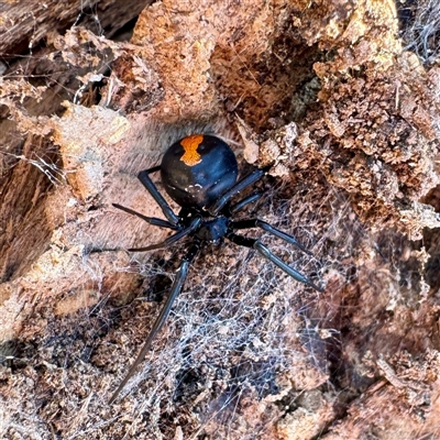 Latrodectus hasselti (Redback Spider) at Watson, ACT - 4 Oct 2025 by Hejor1