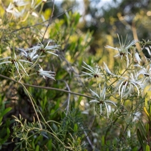 Clematis leptophylla at Strathnairn, ACT - Today by AlisonMilton