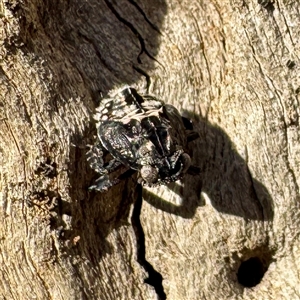 Platybrachys sp. (genus) at Watson, ACT - Today by Hejor1