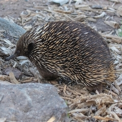 Tachyglossus aculeatus (Short-beaked Echidna) at Yarralumla, ACT - 4 Oct 2025 by AlisonMilton