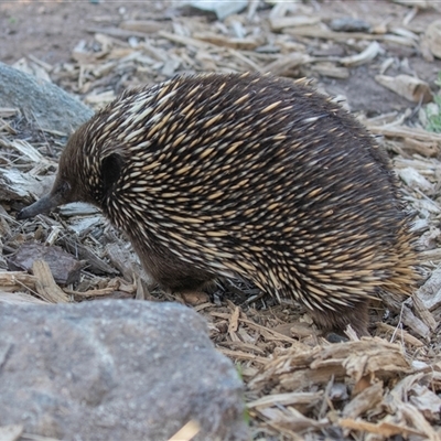 Tachyglossus aculeatus (Short-beaked Echidna) at Yarralumla, ACT - 4 Oct 2025 by AlisonMilton