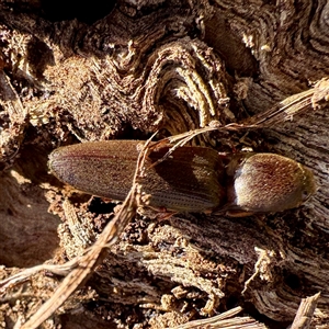 Elateridae (family) at Watson, ACT - Today by Hejor1