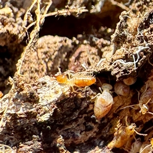 Nasutitermes (genus) at Watson, ACT - Today by Hejor1