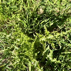 Sonchus asper (Prickly Sowthistle) at Watson, ACT - 4 Oct 2025 by Hejor1