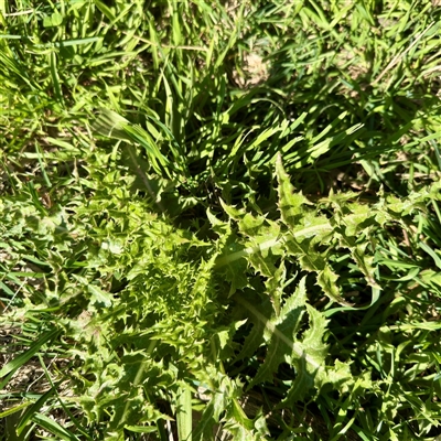 Sonchus asper (Prickly Sowthistle) at Watson, ACT - 4 Oct 2025 by Hejor1