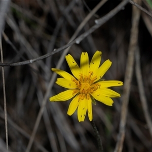 Microseris walteri at Bruce, ACT - Yesterday by AlisonMilton