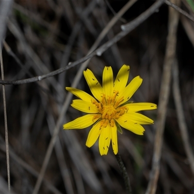 Microseris walteri (Yam Daisy, Murnong) at Bruce, ACT - 3 Oct 2025 by AlisonMilton