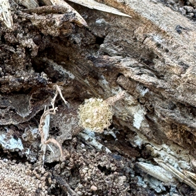 Australomimetus sp. (genus) (Unidentified Pirate spider) at Hackett, ACT - 4 Oct 2025 by Hejor1