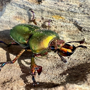 Lamprima aurata at Hackett, ACT - Today by Hejor1