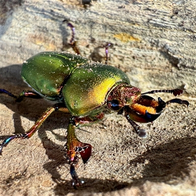 Lamprima aurata (Golden stag beetle) at Hackett, ACT - Yesterday by Hejor1