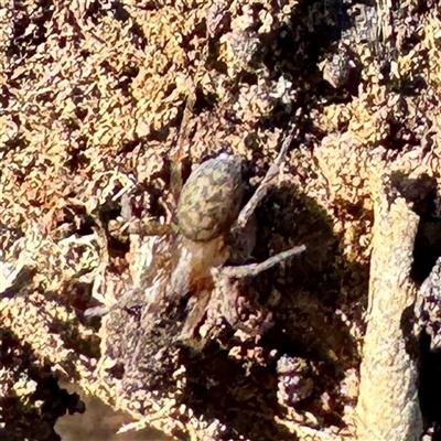 Araneidae (family) at Hackett, ACT - Yesterday by Hejor1