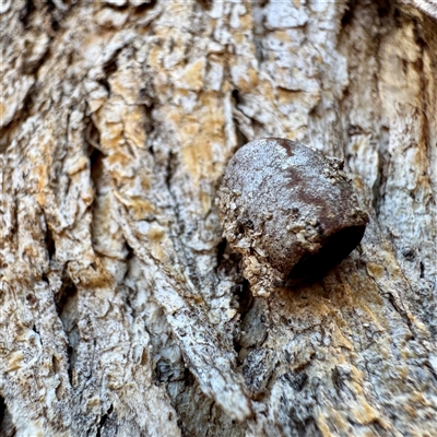 Doratifera (genus) at Hackett, ACT - Yesterday by Hejor1