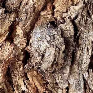 Lepidoptera unclassified IMMATURE at Hackett, ACT - Today by Hejor1